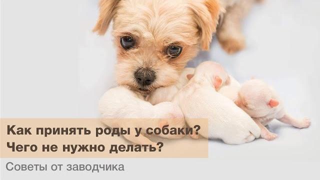 Собачьи роды: как принимать роды у собаки? / Чего не нужно делать?! / Процесс рождения щенков Собачьи роды: как принимать роды у собаки? / Чего не нужно делать?! / Процесс рождения щенков