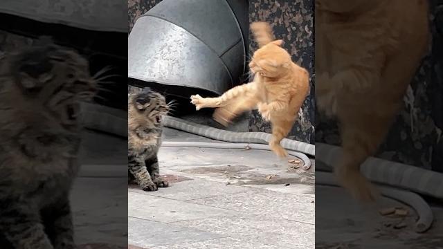 WWE cat#cat #cute #funny #fyp #wwe #ufc WWE cat#cat #cute #funny #fyp #wwe #ufc