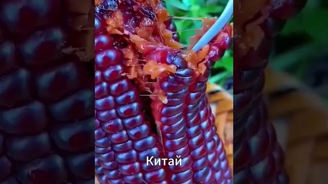 Чёрная кукуруза из Китая — сладкая и липкая на вкус! Чёрная кукуруза из Китая — сладкая и липкая на вкус!