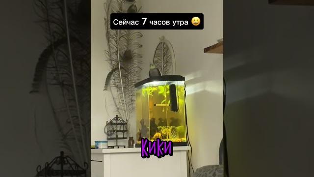 Когда у Тебя Есть Попугай Когда у Тебя Есть Попугай
