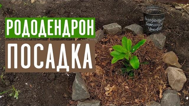 РОДОДЕНДРОН Как посадить чтобы не погиб? / Садовый гид РОДОДЕНДРОН Как посадить чтобы не погиб? / Садовый гид