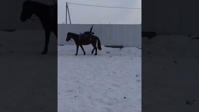 лошади смешное лошади смешное