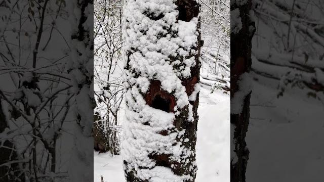 #Дерево ️ и #Снег, Зимний Белый #Лес - Природа Украины Snow & Tree 4k White Winter Forest Shorts #Дерево ️ и #Снег, Зимний Белый #Лес - Природа Украины Snow & Tree 4k White Winter Forest Shorts