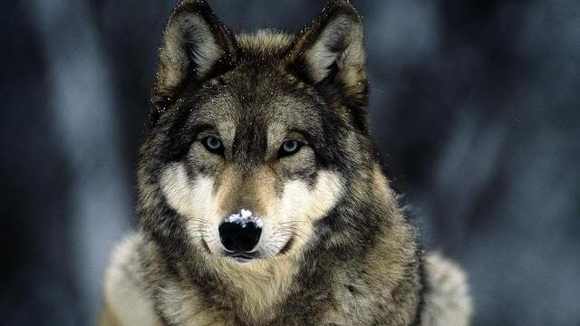 Документальный фильм про волков / Documentary about wolves. Документальный фильм про волков / Documentary about wolves.