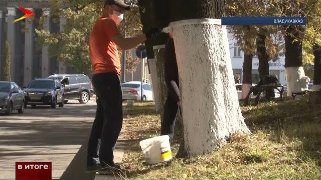 Надо ли белить стволы деревьев? Надо ли белить стволы деревьев?