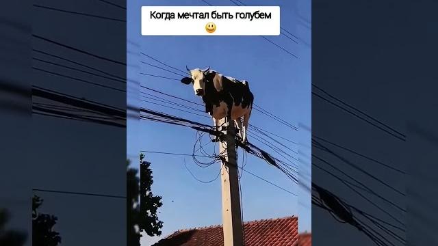 МегаМуу #юмор #приколы #funny #корова#бычок #животные#шок#смешноевидео#смех#как #село#смешныевидео МегаМуу #юмор #приколы #funny #корова#бычок #животные#шок#смешноевидео#смех#как #село#смешныевидео