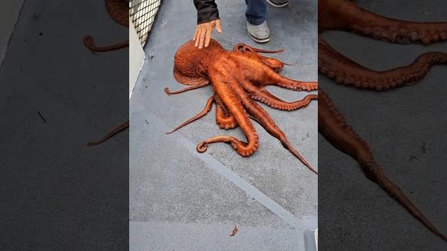 Никто не сможет поймать... Никто не сможет поймать...