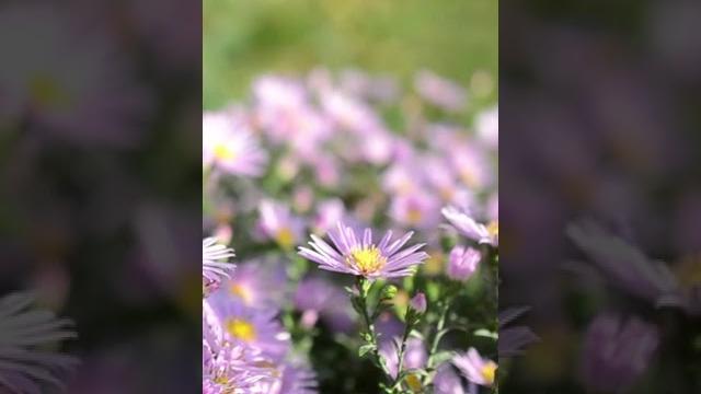 Самая красивая мелодия в мире, Ультра расслабляющая музыка чтобы успокоить разум, перестать думать Самая красивая мелодия в мире, Ультра расслабляющая музыка чтобы успокоить разум, перестать думать