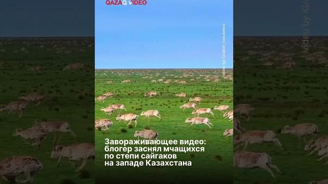 Завораживающее видео: блогер заснял мчащихся по степи сайгаков на западе Казахстана #казахстан Завораживающее видео: блогер заснял мчащихся по степи сайгаков на западе Казахстана #казахстан