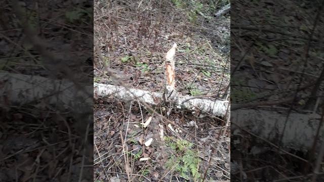 Бобровая луна..15.11.24.даже суперлуние названо в честь бобровХаты построены - к зиме готовы!#бобры Бобровая луна..15.11.24.даже суперлуние названо в честь бобровХаты построены - к зиме готовы!#бобры