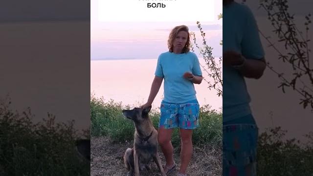 Почему собака скулит? Почему собака скулит?