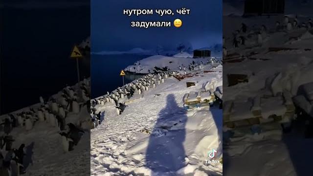 ПИНГВИНЫ ЧТО ТО ЗАДУМАЛИ #shorts ПИНГВИНЫ ЧТО ТО ЗАДУМАЛИ #shorts