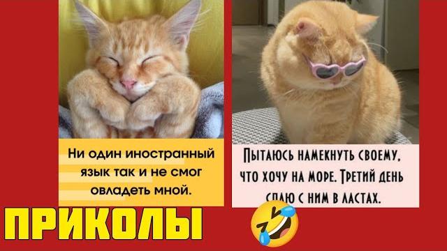 Бриллиантовая подбора кадров: красиво, немного нелепо смотри смешные картинки мемы котики приколы Бриллиантовая подбора кадров: красиво, немного нелепо смотри смешные картинки мемы котики приколы