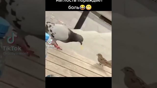 Отмороженный голубь прикол Отмороженный голубь прикол