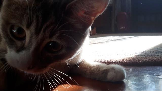 Зачем кошке усы Зачем кошке усы