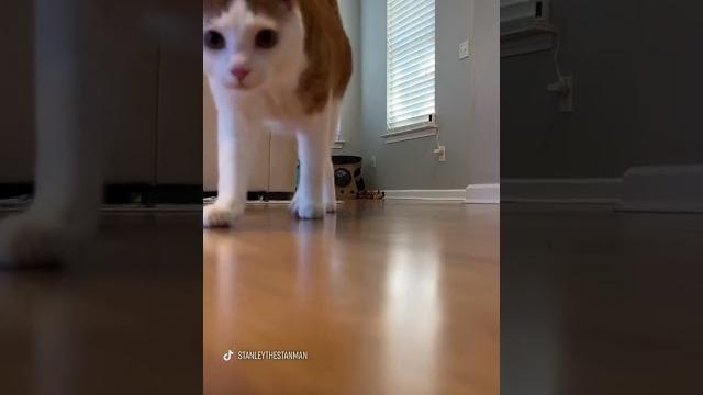 кошка танцует тверк | cat dancing twerk #cat кошка танцует тверк | cat dancing twerk #cat