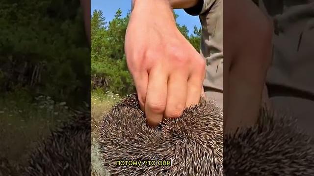 Правда ли, что ёж носит яблоки и груши у себя на иголках? #биология #егэ #огэ #biology #егэ2024 Правда ли, что ёж носит яблоки и груши у себя на иголках? #биология #егэ #огэ #biology #егэ2024