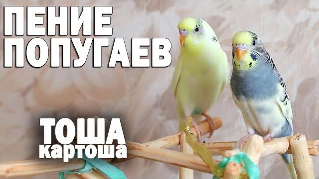 Весёлое пение волнистых попугаев. 3 часа. Весёлое пение волнистых попугаев. 3 часа.