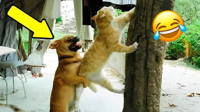 FUNNY CATS MOMETS TRY NOT TO LAUGH FUNNY CATS MOMETS TRY NOT TO LAUGH