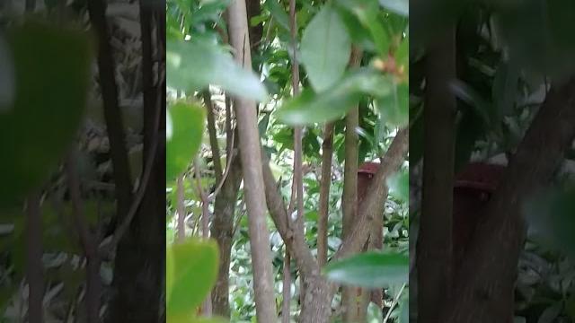 Как цветет Гранат Как цветет Гранат