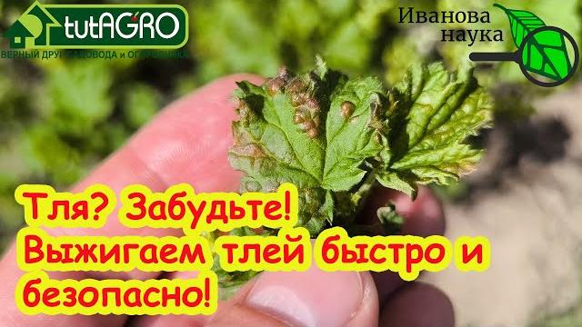 ТЛЯ ОСЫПАЕТСЯ ГРАДОМ С КУСТОВ и ДЕРЕВЬЕВ! Выжигаем тлю без химии. Тля не вернется в сад. ТЛЯ ОСЫПАЕТСЯ ГРАДОМ С КУСТОВ и ДЕРЕВЬЕВ! Выжигаем тлю без химии. Тля не вернется в сад.