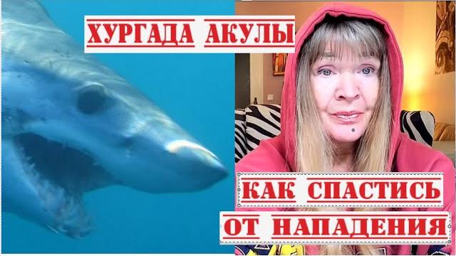 ТРАГЕДИЯ В ХУРГАДЕ НАПАДЕНИЕ АКУЛЫ●Я ДАЙВЕР ЧТО ДЕЛАТЬ ЕСЛИ УВИДЕЛИ АКУЛУ●МОИ СЪЁМКИ С АКУЛАМИ ТРАГЕДИЯ В ХУРГАДЕ НАПАДЕНИЕ АКУЛЫ●Я ДАЙВЕР ЧТО ДЕЛАТЬ ЕСЛИ УВИДЕЛИ АКУЛУ●МОИ СЪЁМКИ С АКУЛАМИ