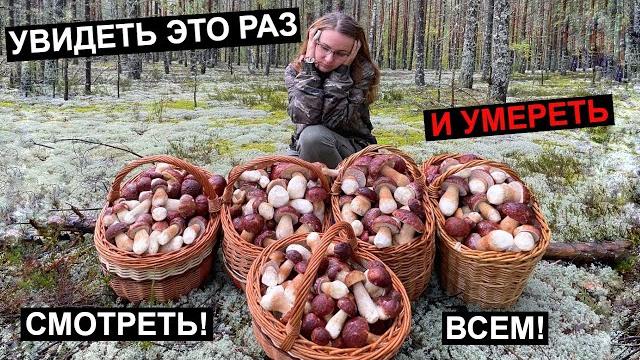 НЕТРОНУТЫЙ ЛЕС, МИЛЛИОН БЕЛЫХ ГРИБОВ ПОВСЮДУ, ЛУЧШАЯ ТИХАЯ ОХОТА ЭТОГО ГОДА! СКАЖУ ГДЕ ЭТО! НЕТРОНУТЫЙ ЛЕС, МИЛЛИОН БЕЛЫХ ГРИБОВ ПОВСЮДУ, ЛУЧШАЯ ТИХАЯ ОХОТА ЭТОГО ГОДА! СКАЖУ ГДЕ ЭТО!