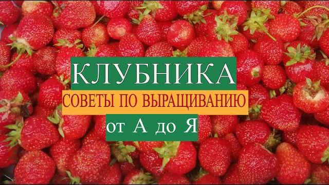 Клубника семь советов как вырастить достойный урожай Клубника семь советов как вырастить достойный урожай
