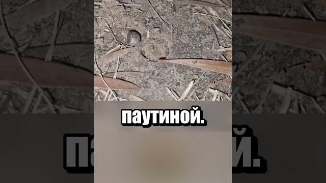 Скример-паук Скример-паук