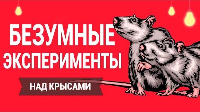 Психологический Эксперимент над Крысами (Психология) Психологический Эксперимент над Крысами (Психология)