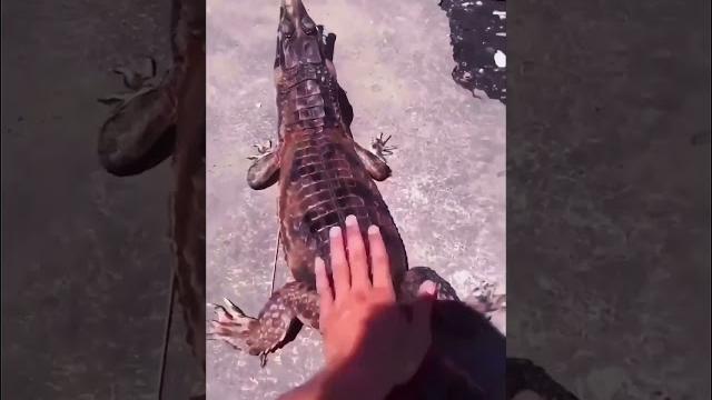 Крокодил в деле #прикол #комедия ᐈ Крокодил в деле #прикол #комедия ᐈ