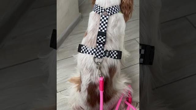 Подпишись #foryou #youtubeshorts #животные #собака #рекомендации #dog #приколы #питомец Подпишись #foryou #youtubeshorts #животные #собака #рекомендации #dog #приколы #питомец