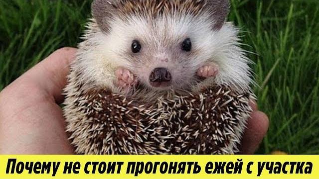 Ежи на Даче Почему не стоит прогонять Ежей с Огорода и как они могут быть полезны Дачная История Ежи на Даче Почему не стоит прогонять Ежей с Огорода и как они могут быть полезны Дачная История