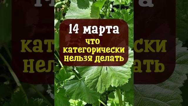 14 марта народный праздник Евдокия Свистунья. Что категорически нельзя делать. Народные приметы 14 марта народный праздник Евдокия Свистунья. Что категорически нельзя делать. Народные приметы