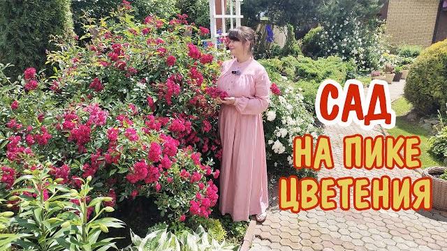 Сад на пике красоты! Большой обзор, июль 2024. Сад на пике красоты! Большой обзор, июль 2024.