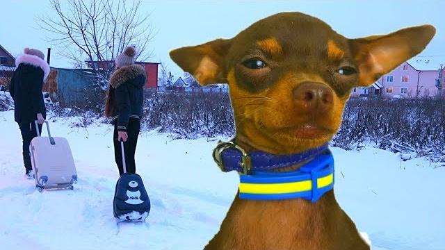 Принц не хочет жить в отеле для собак Диана и Капа спешат на самолет Принц не хочет жить в отеле для собак Диана и Капа спешат на самолет
