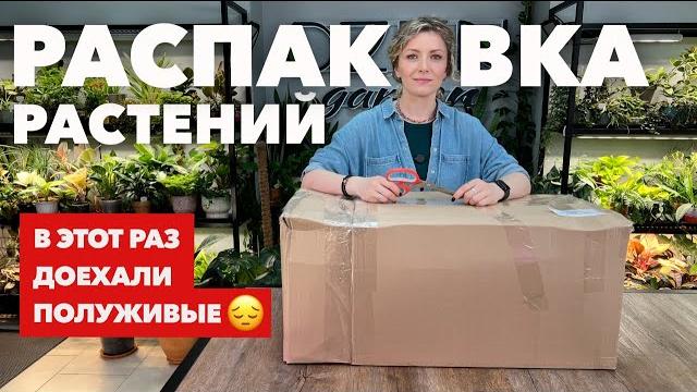 Большая распаковка посылки с растениями из Голландии Большая распаковка посылки с растениями из Голландии