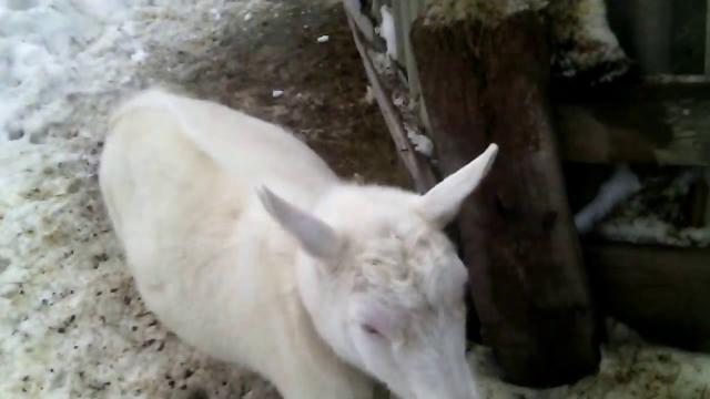 пятое видео про коз от меня пятое видео про коз от меня