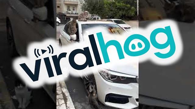 Stray Cats of Istanbul Surround Car || ViralHog Stray Cats of Istanbul Surround Car || ViralHog