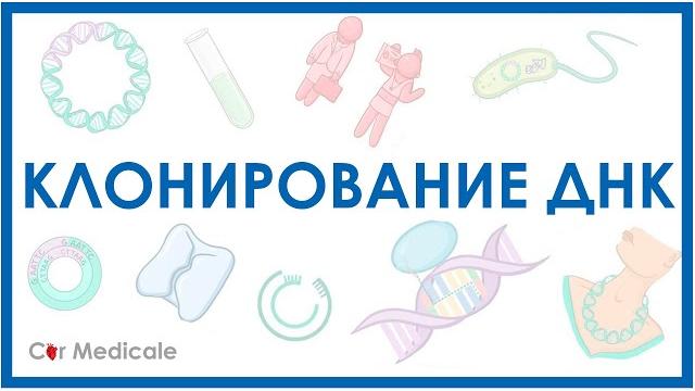 Клонирование ДНК - как и зачем это делают Клонирование ДНК - как и зачем это делают