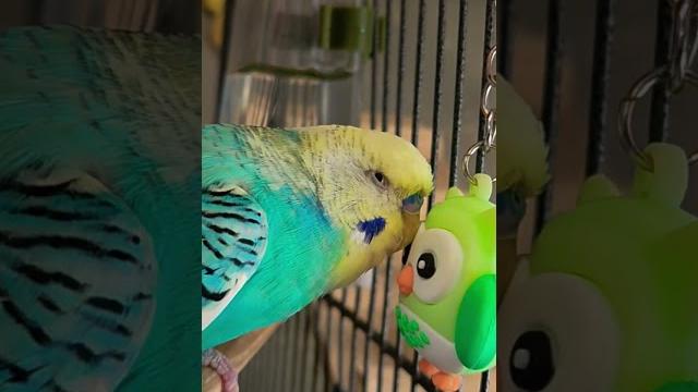 #video #vlog #budgies #цитатыпрожизнь #subscribe #like #попугай #рекомендации #мотивациянауспех # #video #vlog #budgies #цитатыпрожизнь #subscribe #like #попугай #рекомендации #мотивациянауспех #