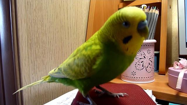 САМЫЙ ВЕСЕЛЫЙ ВОЛНИСТЫЙ ПОПУГАЙ / ПРИКОЛЫ С ПОПУГАЕМ / FUNNY PARROT /зеленый попугайчик TV САМЫЙ ВЕСЕЛЫЙ ВОЛНИСТЫЙ ПОПУГАЙ / ПРИКОЛЫ С ПОПУГАЕМ / FUNNY PARROT /зеленый попугайчик TV