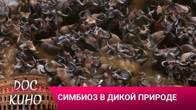 СИМБИОЗ В ДИКОЙ ПРИРОДЕ ДОКУМЕНТАЛЬНОЕ КИНО 2023 СИМБИОЗ В ДИКОЙ ПРИРОДЕ ДОКУМЕНТАЛЬНОЕ КИНО 2023