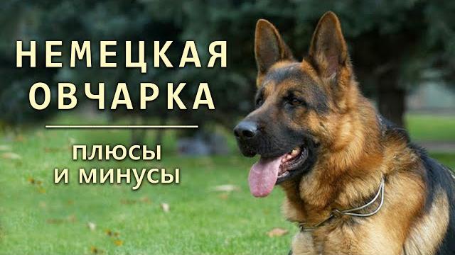 НЕМЕЦКАЯ ОВЧАРКА. Плюсы и минусы породы GERMAN SHEPHERD НЕМЕЦКАЯ ОВЧАРКА. Плюсы и минусы породы GERMAN SHEPHERD