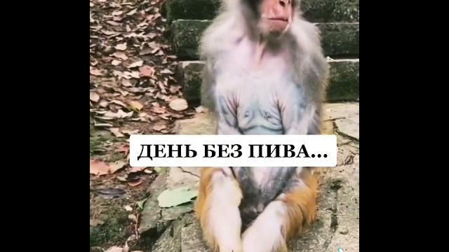 День без пива День без пива