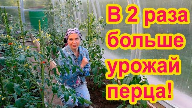 Как формировать перцы Как формировать перцы