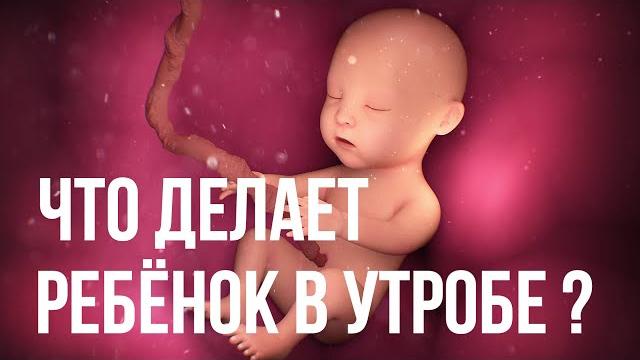 Чем Занимается Ребенок, Пока Находится у Мамы в Животе… Чем Занимается Ребенок, Пока Находится у Мамы в Животе…