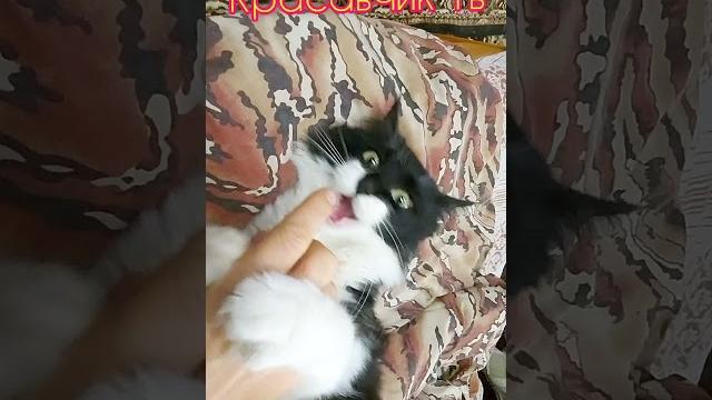 Это самый красивый кот что я видел! Это самый красивый кот что я видел!