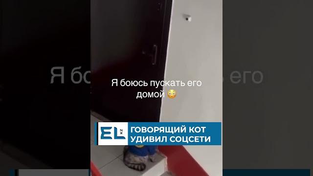 Говорящий кот удивил соцсети Говорящий кот удивил соцсети