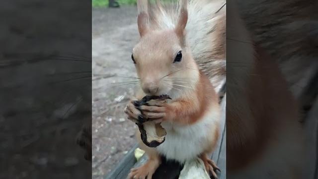 Белка ест грибочек / A squirrel eats a mushroom Белка ест грибочек / A squirrel eats a mushroom